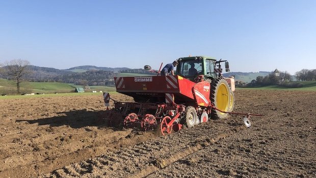 Kartoffeln werden einzeln gesetzt, daher wüsste der Landwirt ziemlich genau, wieviele Saatkartoffeln er benötigt. (Bild jba)