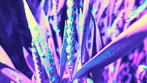Die fluoreszierende Flüssigkeit zeigte die Verteilung der Sprühmenge auf dem Weizen. 