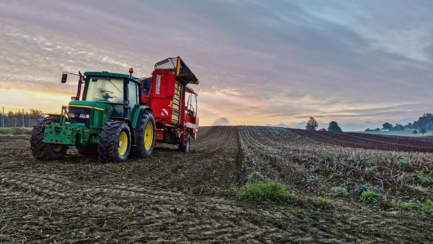 Anbauplanung 2021: Gibt es einen Pommes-Frites-Graben? Wegen drohender Überschüsse am Frites-Kartoffelmarkt erwägt die Branche eine Kürzung der Anbauflächen. (Bild sb)