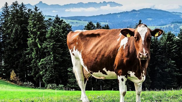 Im Emmental, der Heimat der Kühe, ist Samuel Kohler aufgewachsen. Sein berufliches Wirken galt dem Rindvieh – und über viele Jahre auch der Bildung. 