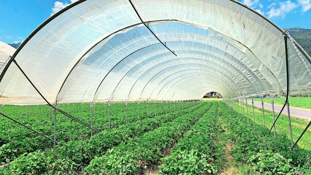 Überdachungen für den Hagelschutz und Regenschutz sowie Einnetzung für den Insektenschutz sollten nicht mehr als feste Bauten beurteilt werden, fordert der LBV.