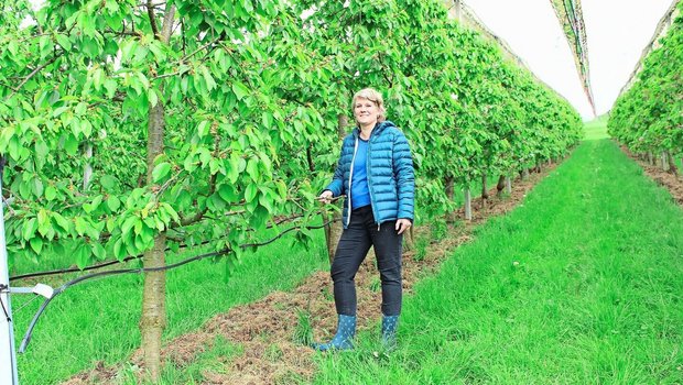 Barbara Wirth inmitt Barbara Wirth inmitten der Kirschenplantage. Noch sind die Früchte nicht reif, doch die Bäuerin freut sich schon auf die Pflückzeit, auch wenn sie arbeitsintensiv ist.