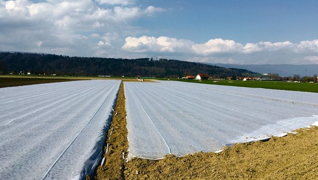 Lehrlingsalltag: «Ohni Vlies ke Priis» Das Kartoffelfeld wird mit Vliesbahnen bespannt. Für eine optimale Wirkung müssen die Bahnen straff gespannt sein. (Bild Lukas Streit)