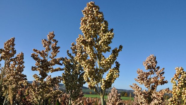Nischenkulturen wie Sorghumhirse sind nach wie vor ein Risiko – und der Absatz nicht gegen billigere Importe geschützt. 