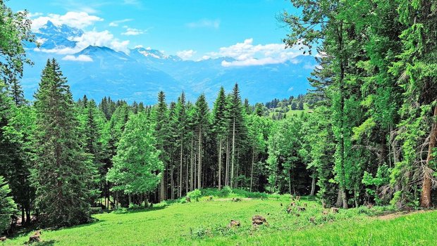 Auf den grossen Alpw Auf den grossen Alpweiden ist es manchmal nicht einfach, die Tiere zu finden. Trotzdem inspiziert die Praktikantin ein jedes.