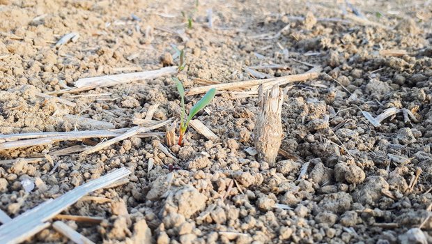Saatgutvermehrer weitet Absicherung für Rüben-Nachsaaten aus Gekeimte Zuckerrüben sind besonders frostanfällig. (Bild KWS)