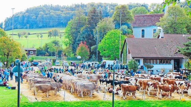 Am 12. April findet in Bretzwil die Eliteschau statt. Aufgeführt werden Kühe von verschiedenen Milchviehrassen.