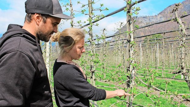 Olivia Diener und Dominic Kuppelwieser kontrollieren die Boskoop-Bäume, wo die roten Knospen bereits sichtbar sind.