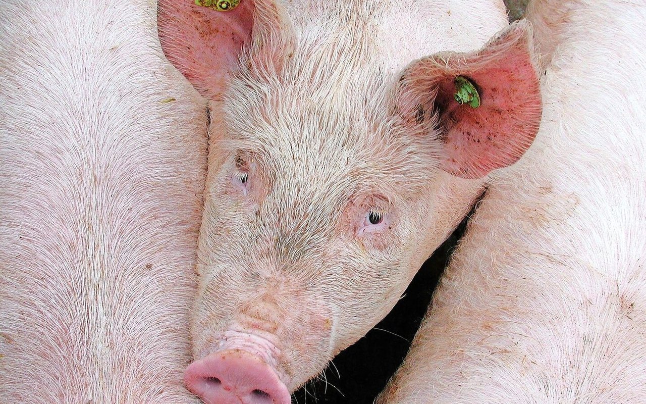 In den letzten fünf Jahren sank der Spermaverkauf der Vaterlinie Premo stark. Duroc und Piétrain hingegen konnten zulegen. 