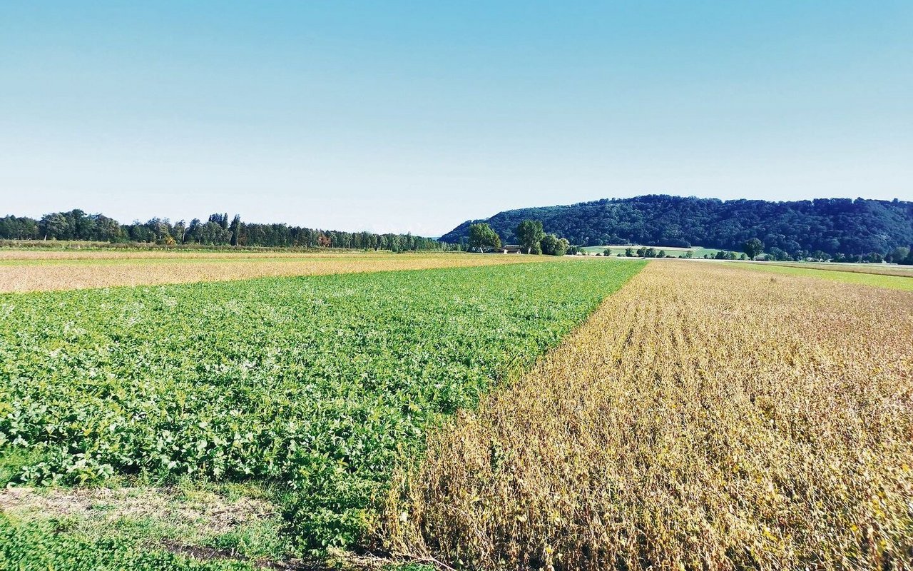 In Streifen wurden hier vier Kulturen auf derselben Parzelle angebaut. Anfang September standen so bereits hohe Gründüngungen neben abreifendem Soja. 