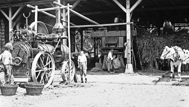 «Macht uns die Motorisierung in Zukunft wohl auch in der Landwirtschaft überflüssig? Und wenn ja: für wie lange?» Das fragten sich vielleicht die Ochsen im Landwirtschaftsbetrieb der Anstalt Witzwil 1914. 
